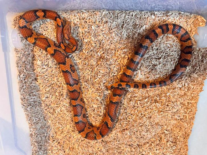 Rattenslang 1.0 Okeetee 2021 Rat Snake - male for sale from Norries Reptiles