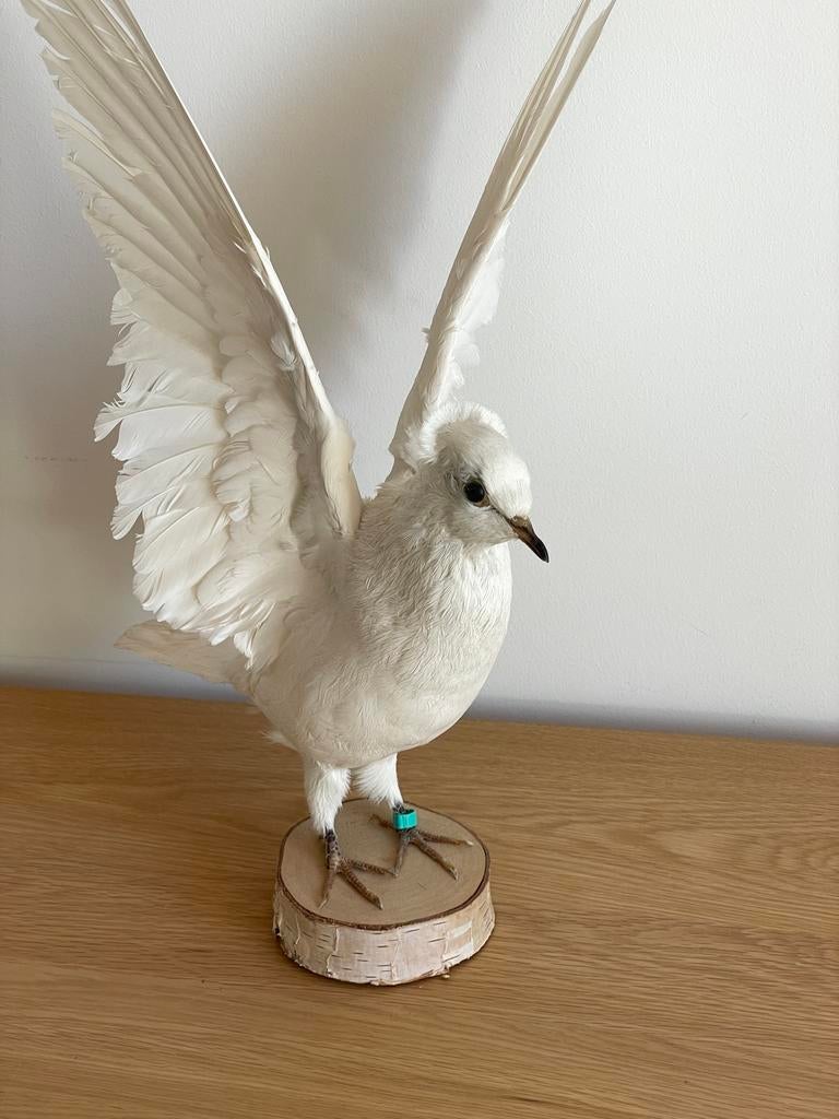 Opgezette witte duif - Prachtig decoratiestuk, Ophalen of Verzenden, Zo goed als nieuw, Vogel, Opgezet dier