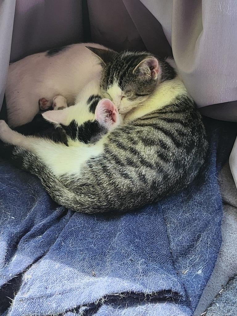 Lieve kater en poes, Meerdere dieren