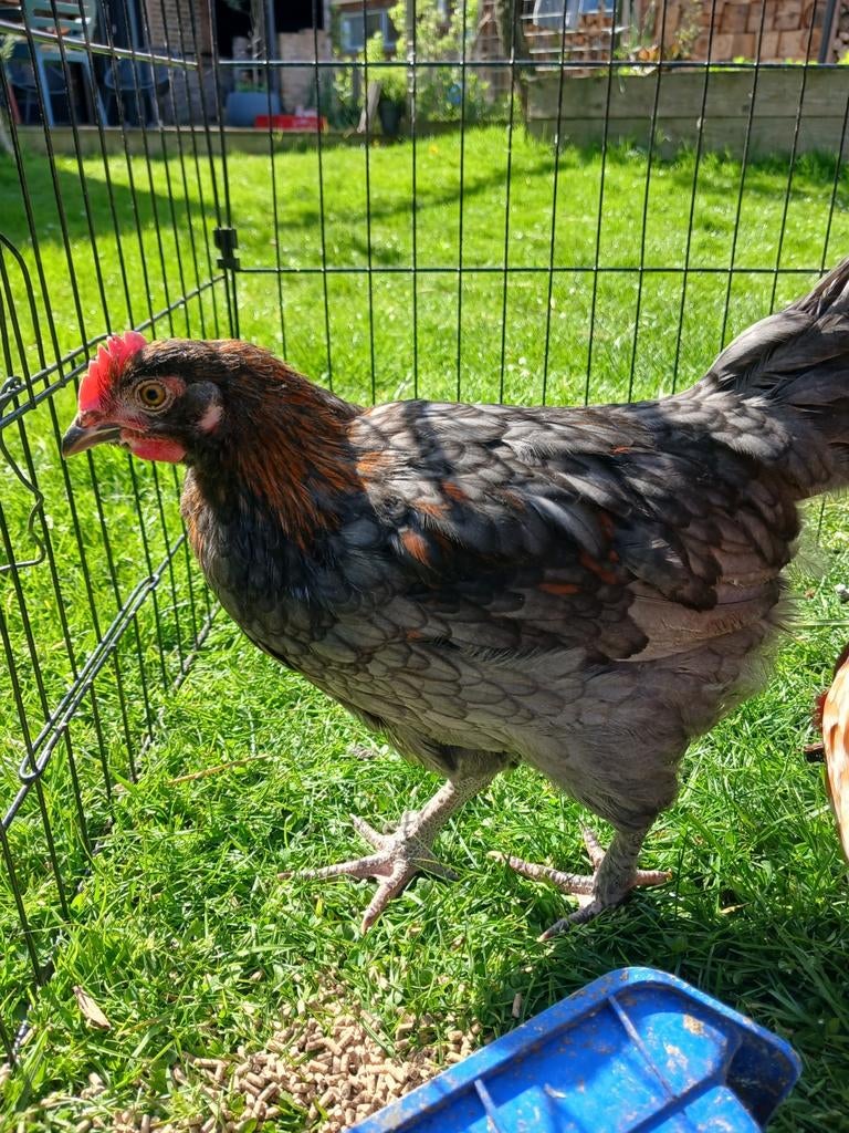 Meerdere hanen 2026 kleurleggers, Mannelijk, Kip