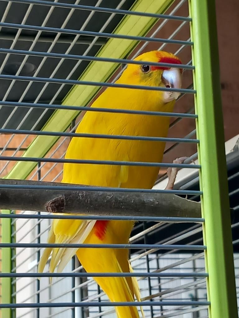 Geelvoorhooft kakariki., Mannelijk, Parkiet