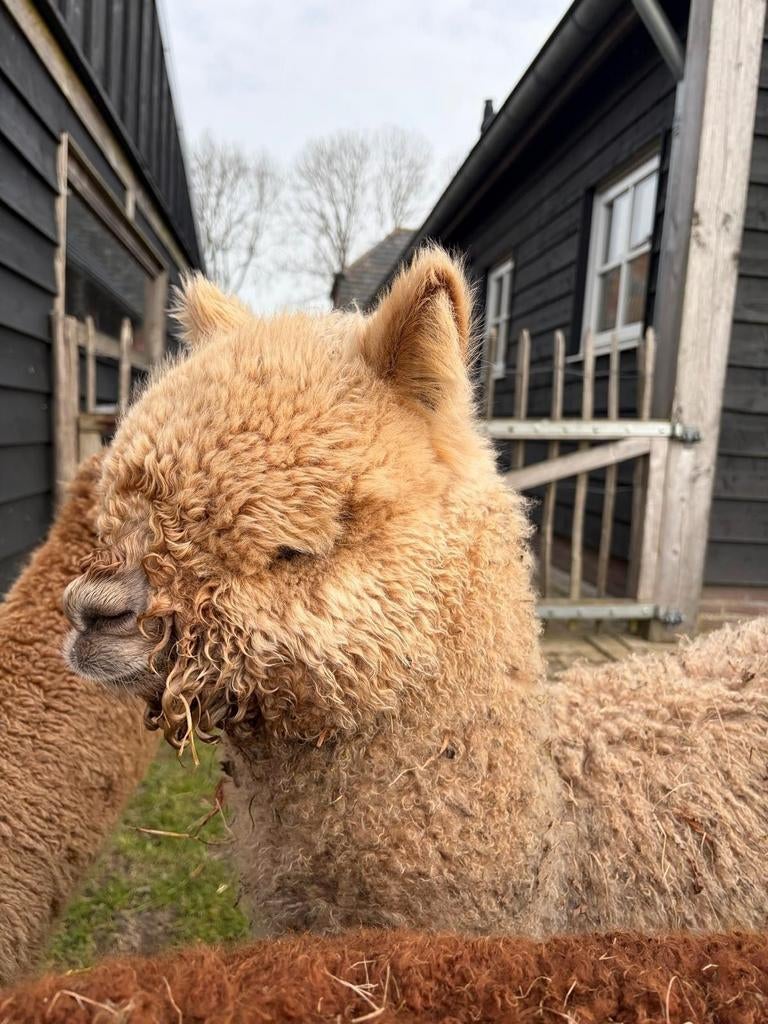 Super mooie alpaca, Dieren en Toebehoren, Overige Dieren, Juni, Mannelijk