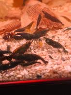 Green jade, Dieren en Toebehoren, Vissen | Aquariumvissen, Kreeft, Krab of Garnaal