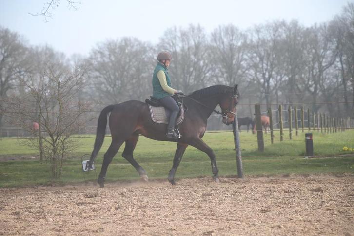 Ouder Z1 Dressuurpaard, Dieren en Toebehoren, Paarden, Ruin, Z, 170 tot 175 cm, 11 jaar of ouder, Dressuurpaard, Met stamboom