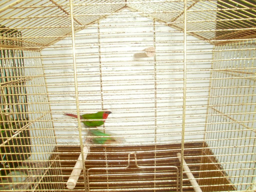 Pop roodkop papegaai amadine, Vrouwelijk, Tropenvogel, Geringd