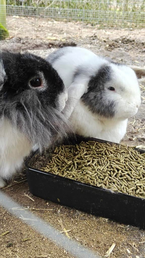 2 lieve konijnen, Dieren en Toebehoren, Konijnen