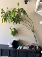 Binnen boom te koop, Ophalen, 100 tot 150 cm, Overige soorten, Halfschaduw