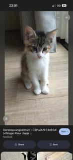 Gezocht! Naar een kitten dat onderdeel wordt van onze leven, Dieren en Toebehoren, Poes