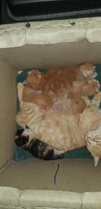 Kittens paaslievde, Ophalen