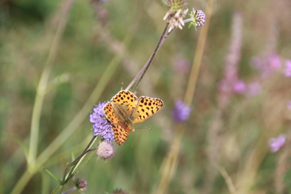 Blauwe knoop inheemse vaste insecten/ vlinder plant, Ophalen, Volle zon