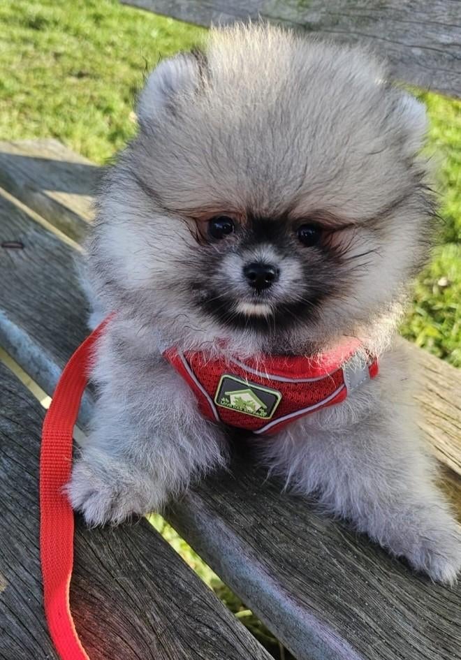 Pomeranian pomeriaan dwergkeesje reutje, Dieren en Toebehoren, Honden | Poolhonden, Keeshonden en Oertypen, Parvo, 8 tot 15 weken