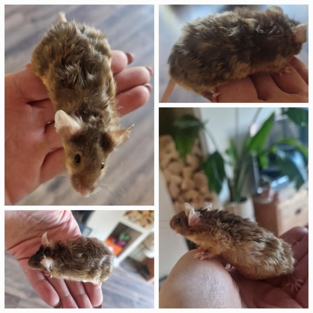 Prachtige texelse MAN rex vacht krul bruin goud agounti, Dieren en Toebehoren, Februari, Muis, Mannelijk, Tam