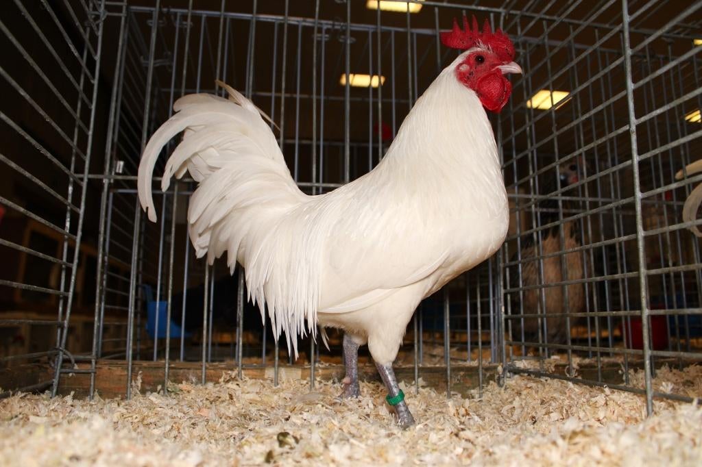 broedeieren famenne hoen kriel, Geslacht onbekend, Kip