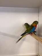 TURQUOISINEPARKIETEN, Meerdere dieren, Dwergpapegaai of Agapornis