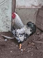 Wyandotte haan te koop, Dieren en Toebehoren, Pluimvee, Mannelijk, Kip
