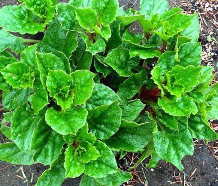 Melloco pootgoed (Bio), Tuin en Terras, Bloembollen en Zaden, Knol, Voorjaar, Halfschaduw, Ophalen of Verzenden