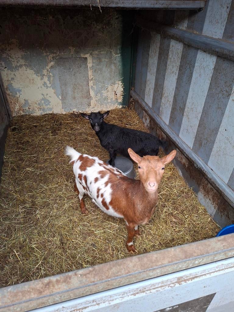 Moeder en dochter  dwerggeitjes, Dieren en Toebehoren, Schapen, Geiten en Varkens, Vrouwelijk, Geit