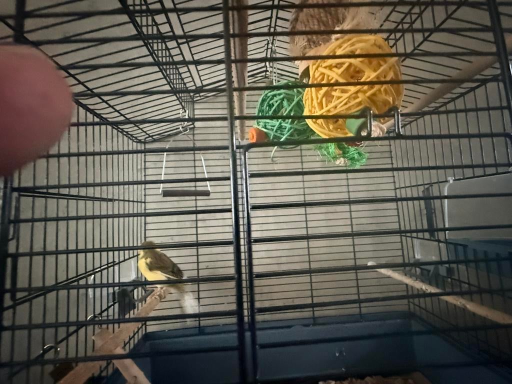 Mozaiëk kanarie man eventueel incl kooi, Dieren en Toebehoren, Vogels | Kanaries, Mannelijk, Zangkanarie