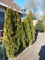 Coniferen, Ophalen, Conifeer, Haag, 100 tot 250 cm