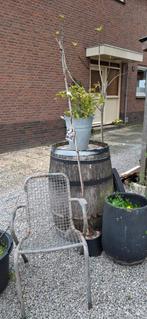 Houten regenton / wijnvat - decoratief en functioneel, Ophalen of Verzenden, Gebruikt