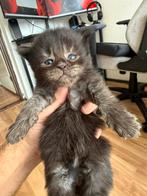 Maine Coon Black Smoke XXL, Meerdere dieren