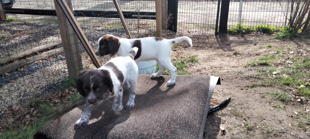 Sprocker pups, NU €950,-. Bench gratis erbij., Dieren en Toebehoren, Honden | Retrievers, Spaniëls en Waterhonden, 8 tot 15 weken