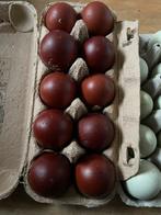 Marans koperhals zwart broedeieren, Dieren en Toebehoren, Pluimvee, Geslacht onbekend, Kip