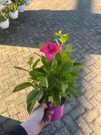 Mandevilla - Prachtige Klimplant met Roze Bloemen, Tuin en Terras, Ophalen, Volle zon, Vaste plant, Klimplanten