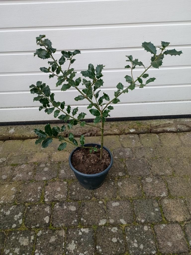 Biologische hulst 70 cm, Ophalen, Hulst, Minder dan 100 cm