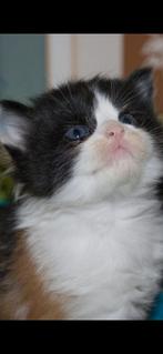 Maine coon kittens, Meerdere dieren, Ontwormd