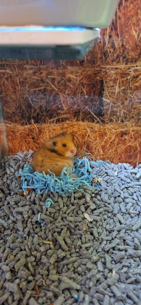 Syrische hamster vrouw, Februari, Vrouwelijk, Hamster