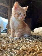 Boerderij kittens, Dieren en Toebehoren, Katten en Kittens | Overige Katten, Kater