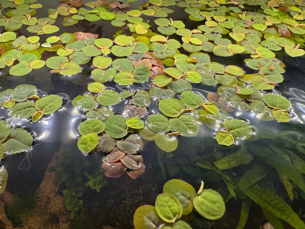 Phyllanthus fluitans - Red Root Floater, Ophalen of Verzenden, Nieuw, Plant(en), Steen of Hout