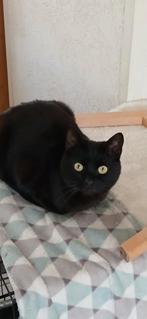 Zwart katertje, Kater, 3 tot 5 jaar