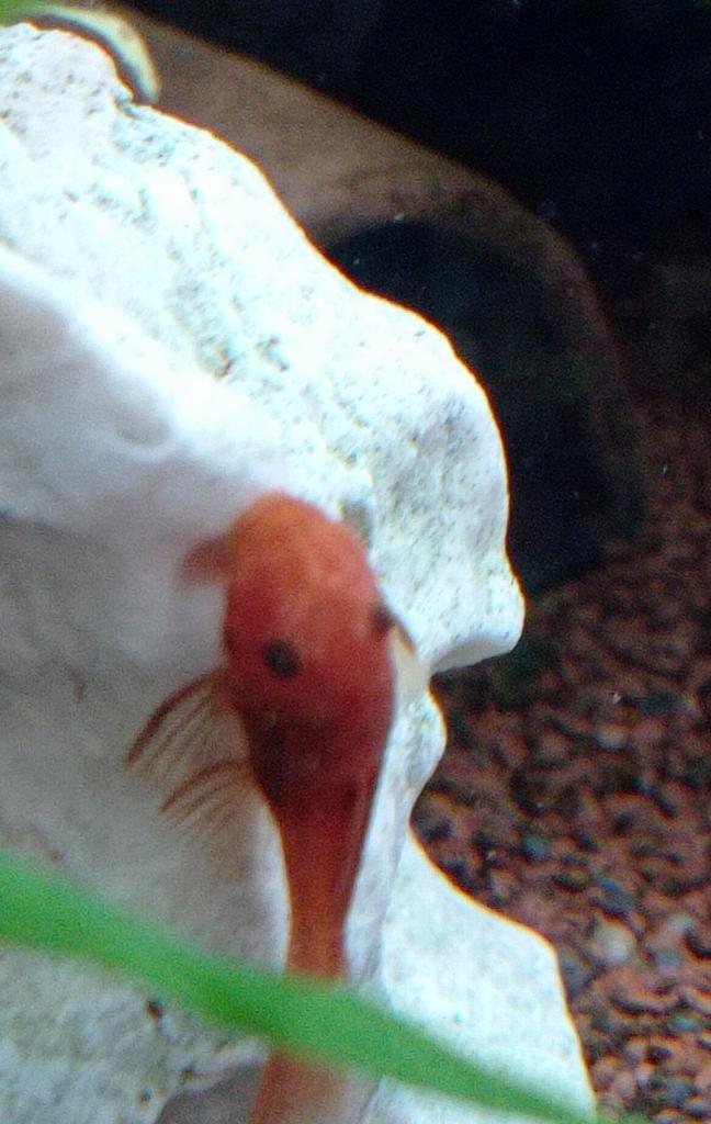 Ancistrus L144 super red, Dieren en Toebehoren, Vissen | Aquariumvissen, Vis