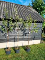 Appelboom fruitboom Zoete Kroon halfstam, Lente, Volle zon, Ophalen of Verzenden, Appelboom