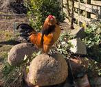 Antwerpse baardkriel haantje, Dieren en Toebehoren, Mannelijk, Kip