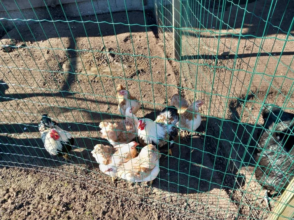 wyandotte hennen kriel, Dieren en Toebehoren, Pluimvee, Vrouwelijk, Kip
