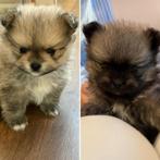 Mooie pups pomeriaan/shitzu, 8 tot 15 weken, Meerdere, Nederland, Particulier