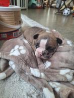 Mooie Franse bulldogs pups 2 teefjes, 8 tot 15 weken, Teef, Bulldog, Meerdere