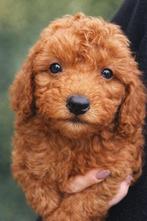 Lieve Maltipoo’s Abrikoos, Overige rassen, Meerdere, Meerdere dieren, Nederland