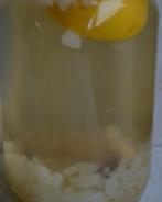 Water kefir, Ophalen