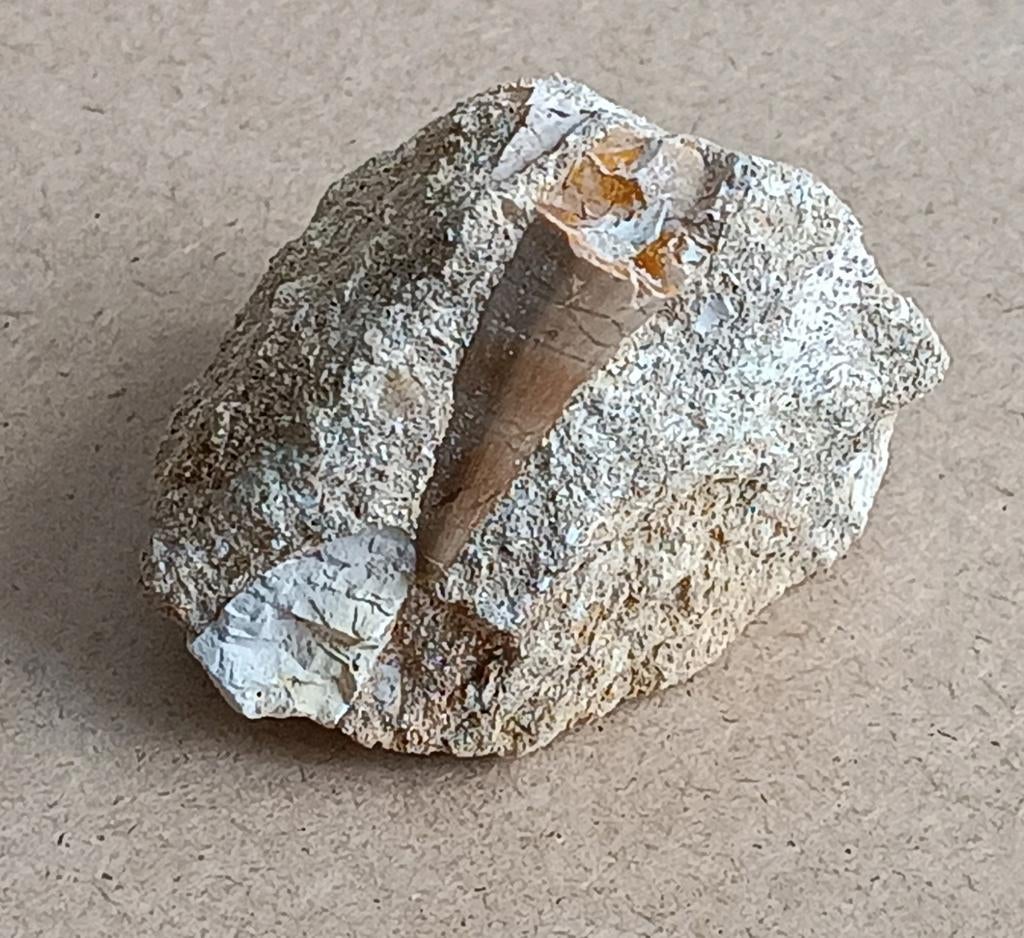 Mosa tand (fossiel), Verzamelen, Mineralen en Fossielen, Ophalen of Verzenden, Fossiel