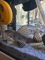 2x Pleco L333 (couple), Ophalen