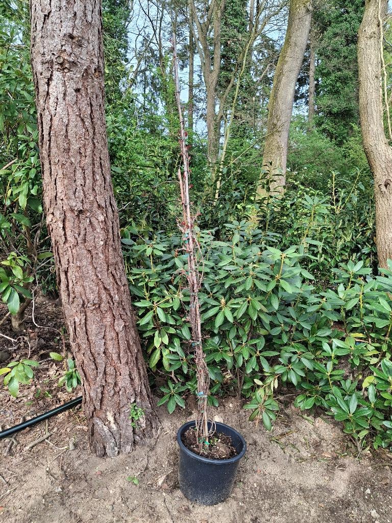 Wlde wingerd in pot, Tuin en Terras, Ophalen, Overige soorten, Volle zon