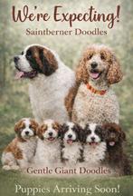 Doodle pups "Exclusieve/Zeldzame Doodles, Ophalen of Verzenden, Zo goed als nieuw, Honden