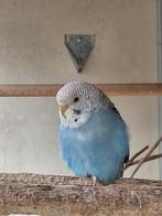 Jonge grasparkiet, Dieren en Toebehoren, Vogels | Parkieten en Papegaaien, Vrouwelijk, Parkiet