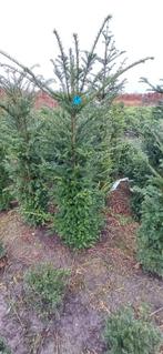 Taxus baccata, venijnboom, Tuin en Terras, Planten | Struiken en Hagen, Ophalen, Taxus, Haag, 100 tot 250 cm