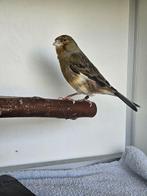 Hopper zoekt een huisje! (Kanarie), Geslacht onbekend, Kleurkanarie