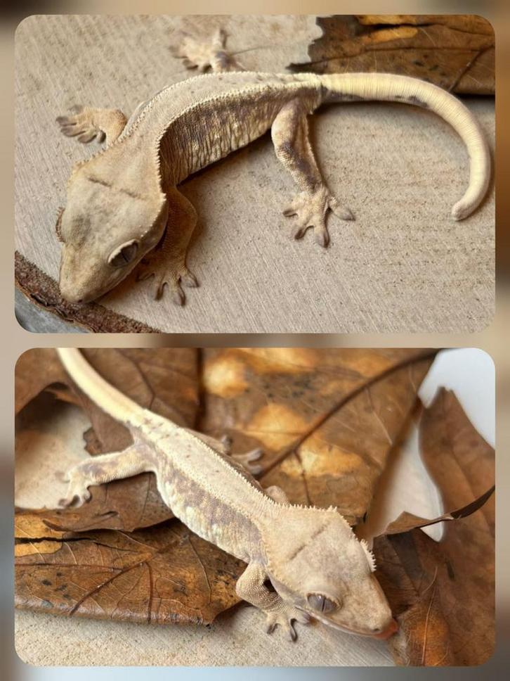 Wimpergekko Red Lillywhite Crested Gecko - female for sale from Mecx Bolk